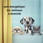 SOIN ENERGETIQUE ANIMAUX